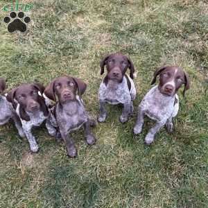 Betty, German Shorthaired Pointer Puppy